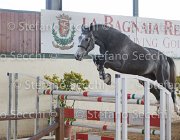 Berlin dei Folletti TosTour2013- S5 3006 : Arezzo, Arezzo Equestrian Centre, Berlin dei Folletti, Cavalli d'Italia, Toscana Tour 2013, foto di Stefano Secchi ©